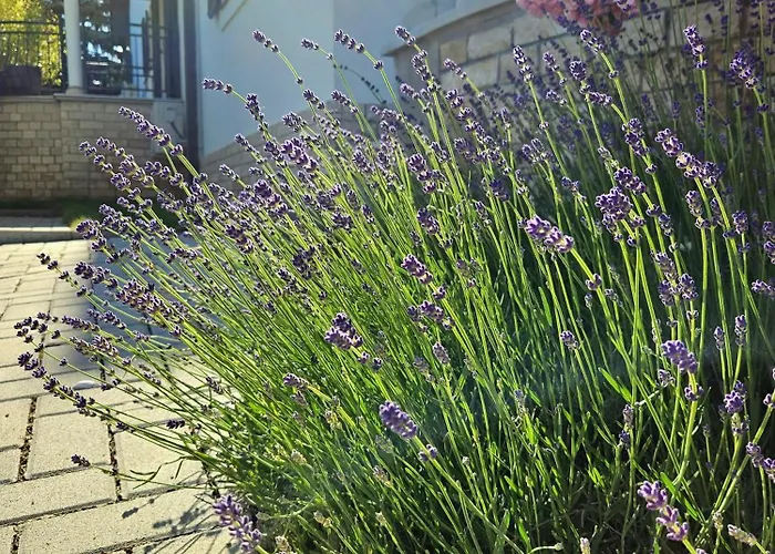 Fuege Luxury & Wellness Pensiune Balatonfüred
